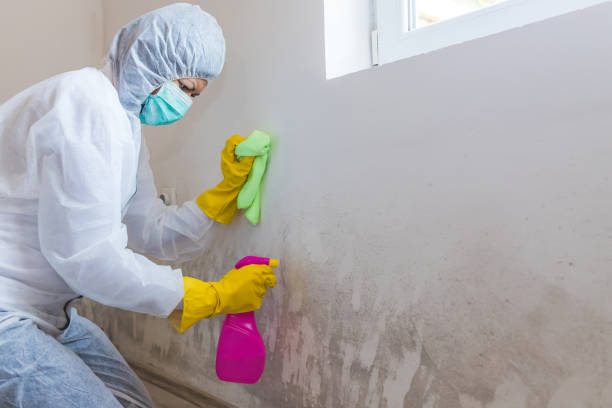 Why You Should Choose Our Mold Remediation Services in Hideaway, TX